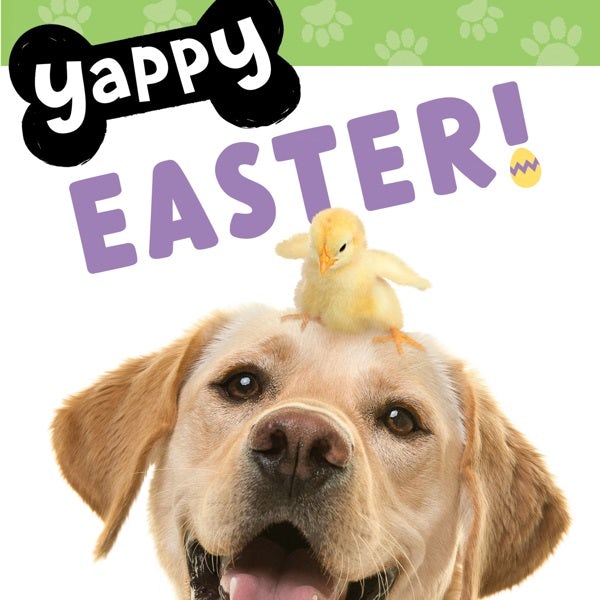 Cover image for Yappy Easter!, isbn: 9781546006466