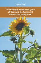 Cover image for General Worship Bulletin: Declare (Package of 100), isbn: 9798384516910