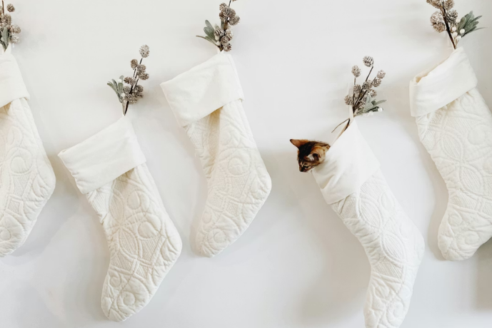 White Christmas stockings hanging on a wall with sprigs of flowers coming out the top. In one stocking, the head of a cat is peeking out. Image courtesy of Morgan Von Gunten on Unsplash.